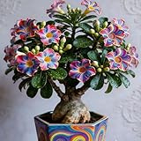 Rare Desert Rose Plant Live Succulent | Low Maintenance Flowering Plant for Indoor & Outdoor Home Garden Decor (1)