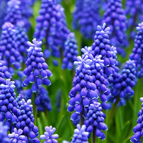 50 x Muscari Armeniacum – Spring Flowering Bulbs – Blue Fragrant Flowers – Spring Blooming Grape Hyacinth – Perennial Naturalising – for Your Beautiful Garden