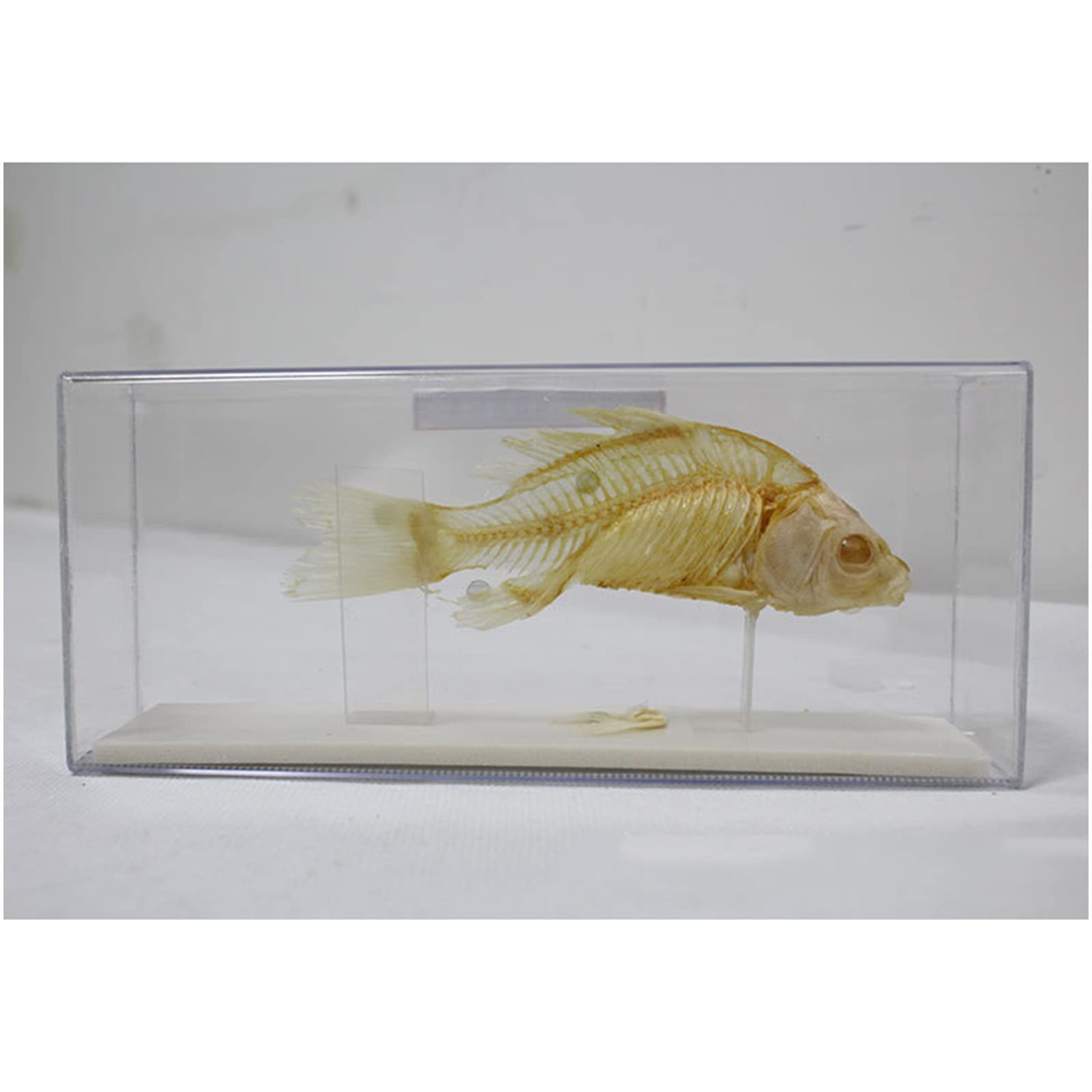 Amazon.co.jp: リアル フィッシュ スケルトン 標本 剥製 魚 スケルトン