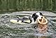 TRIXIE Hunde-Schwimmweste S: 35 cm (bis 20 kg) neon-gelb – schnell trocknende Rettungsweste Hund mit Rettungsgriff für mehr Sicherheit bei Wasseraktivitäten wie Bootsausflüge & SUB - 30126