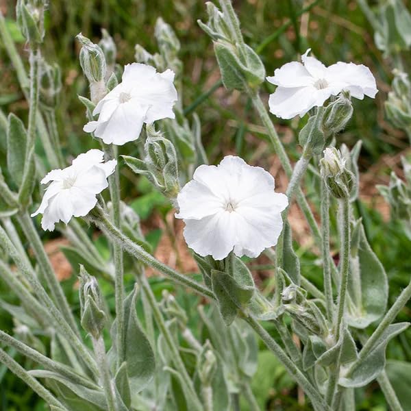 Amazon.com : 100 White Lychnis Coronaria Alba (White Rose Campion