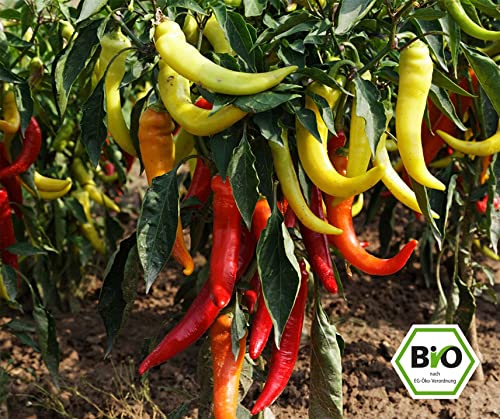 BIO-Paprikasamen 'Sweet Banana' – Süße, Lange Paprika Für Freiland & Gewächshaus, Portion Für Ca. 8 Pflanzen