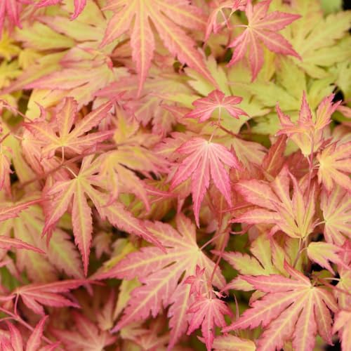 Acer palmatum 'Orange Dream' Japanese Maple Hardy Tree Spring Flowering Garden Plants Grow Your Own 1 x 3L Pot Acer palmatum 'Orange Dream'