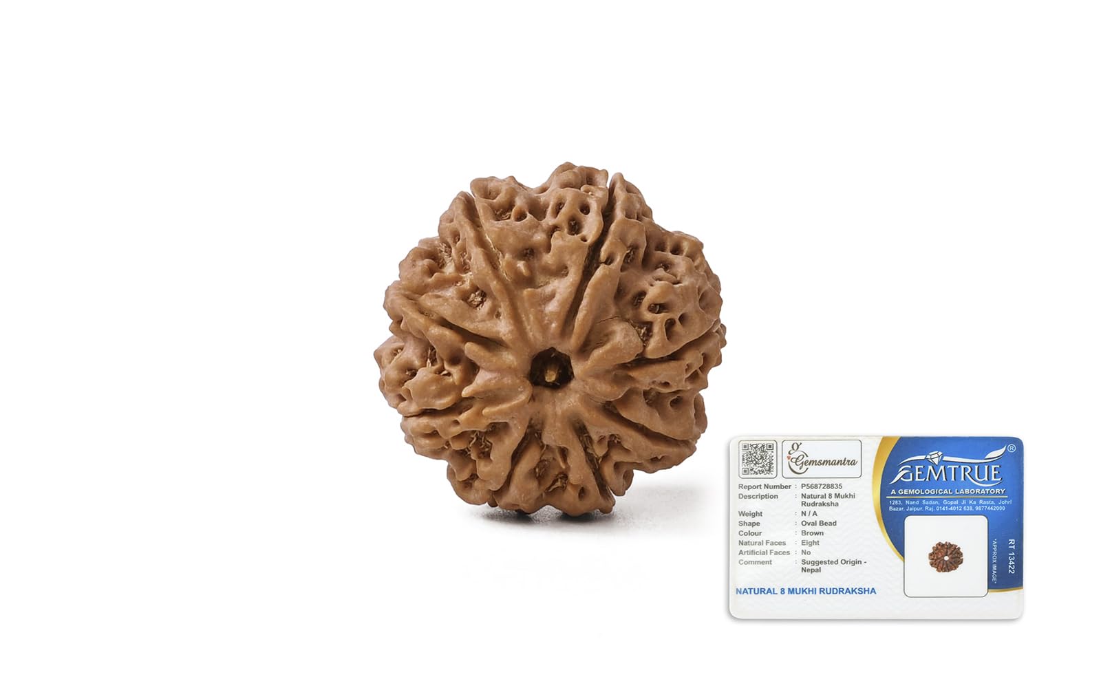 Gemsmantra 8 Mukhi Rudraksha Bead Without Silver Pendant | Regular Size | Original Nepali | Natural and Lab Certified | Represents Lord Ganesha, Enhances Wisdom, Success & Stability For Men & Women