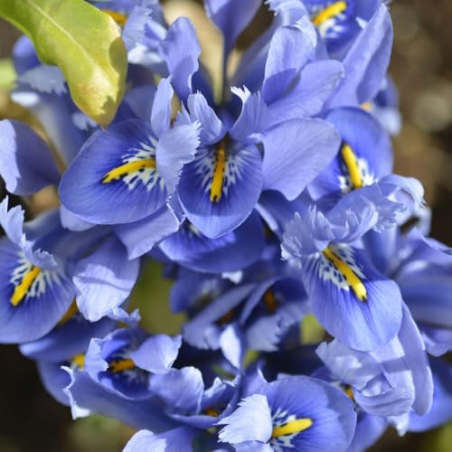 Iris reticulata 'Alida' Pale Blue Dwarf Iris with Yellow and White Feathering Early Spring Blooms 25x or 50x Bulbs by Thompson and Morgan Iris reticulata 'Alida' Pale Blue Dwarf Iris with Yellow and White Feathering Early Spring Blooms 25x or 50x Bulbs by Thompson and Morgan