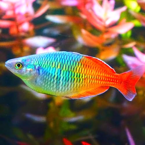 Neat&Tidy Boesemani Rainbow Fish (Pack of 3) - Live Exotic Freshwater Aquarium Fish