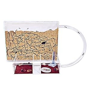 AntHouse – Natural Sand Ants – Medium Kit (Sandwich + Forage Box)