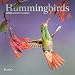 Hummingbirds 2020 7 x 7 Inch Monthly Mini Wall Calendar with Foil Stamped Cover by Plato, Animals Wildlife Birds