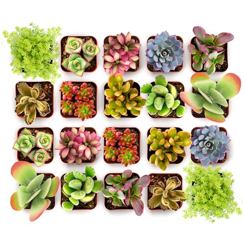 Shop Succulents Endless Summer Succulent Pack Collection - Live Mini...
