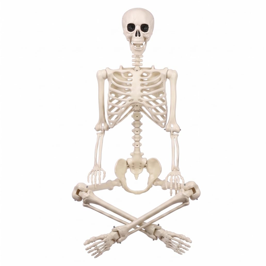 Wedhapy Life Size Posable Skeleton, Halloween Outdoor Plastic Skeleton with Movable Joints for Spooky Scene Arrangement