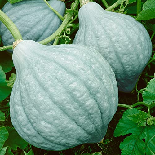 Organic Hubbard Blue Winter Squash Seeds - 4 g Packet