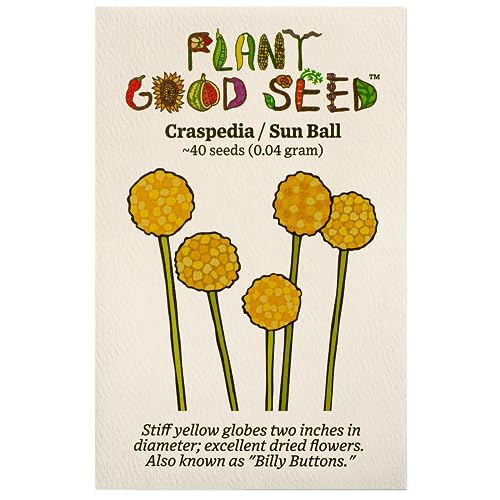 Plant Good Seed Organic Craspedia/Billy Buttons Seeds for Planting: Perennial Flower, Yellow Blossoms - 40 Seed Packet