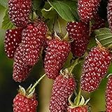 Plantas frutales de frambuesa en maceta, cruz escocesa, reliquia de frambuesa Tayberry, paquete de 50