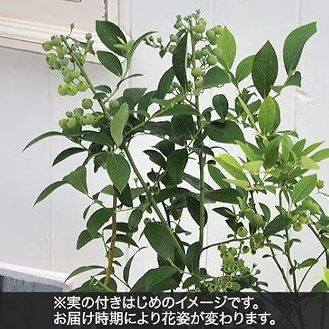 オーダー 日比谷花壇 果樹 ブルーベリー2本植え 値段交渉受 Fleuryodontologia Com Br