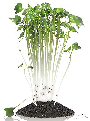 Strongus Broccoli Sprouting Seeds - Non-GMO, Natural, Natural Seed Sprouter - Sustainable for Year-Round Microgreen Garden Planting & Growing, Indoors or Outdoors - Grown in The USA -1/2 LB Pack - Thumbnail 5