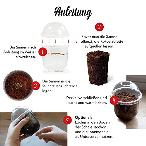 GROW2GO Bonsai Kit incl. eBook GRATUITO - Starter