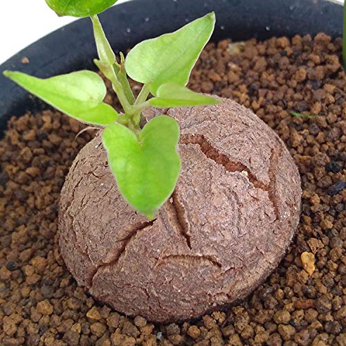 観葉植物 亀甲竜の人気商品 通販 価格比較 価格 Com