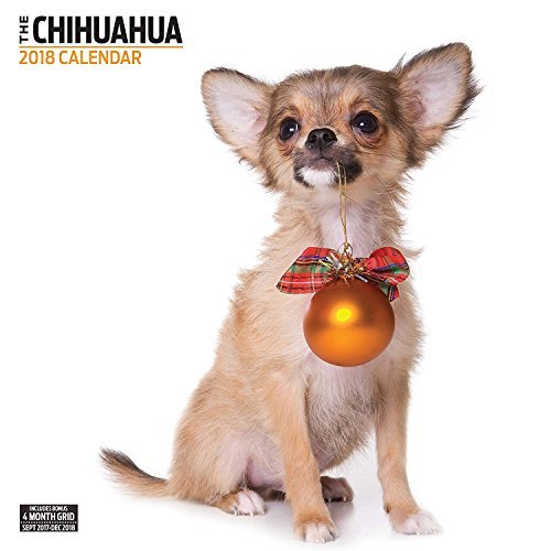Chihuahua 2018 Contemporary Wall Calendar