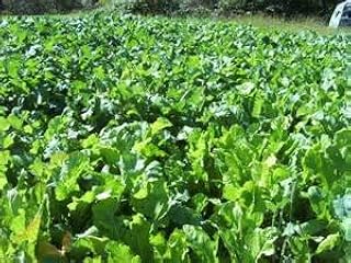 FORB Feast Chicory 5#