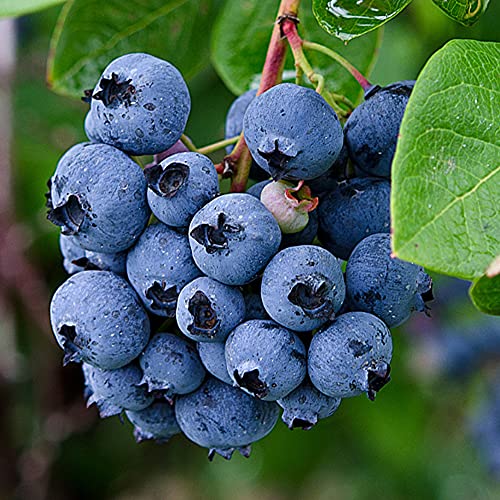 Blueberry Vaccinium corymbosum 'Bluejay' Deciduous Fruit Shrub | 9cm Pot