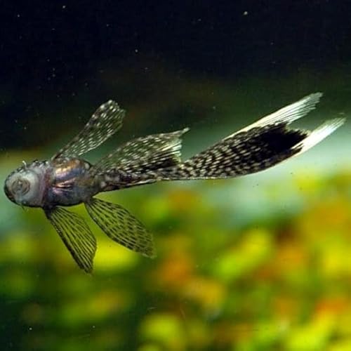 Longfin Bristlenose Pleco 1.5" Algae Eater (2) Live Fish