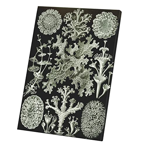 Toile imprimée lichen gravure ancienne dessin de biologie chic