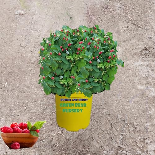 Bushel and Berry Thornless Raspberry Shortcake Bush, 2 Gallon Potted, Grow Your Own Fresh Raspberries