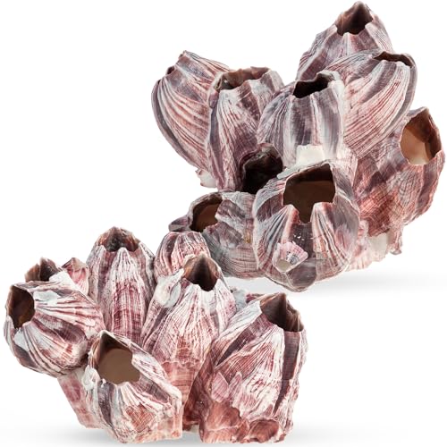 Image of Nautical Crush Trading Real Purple Barnacle Clusters (2 Pack 3-5in) for Saltwater Aquarium Decor, Natural Fish Tank Ornament, Coastal Home Decoration