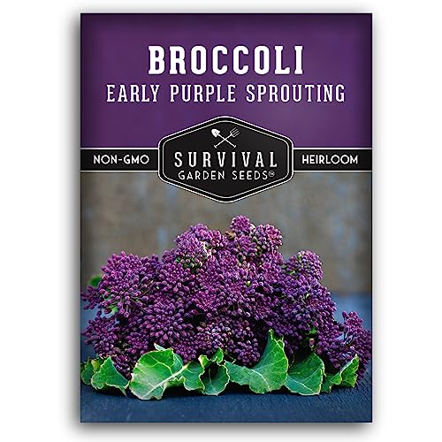 Early Purple Sprouting Broccoli Seeds for Planting (1 Pack)