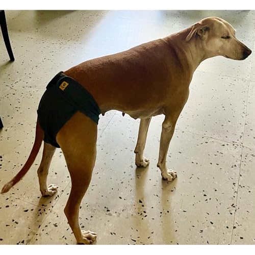 Image of A+a Pets' MAA' Cotton Dog Underwear Diaper Combo - Stretchable, Comfortable, Washable & Reusable (L, Navy Set)