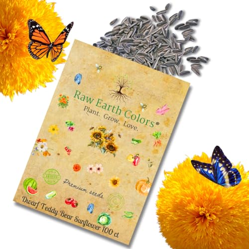Teddy Bear Sunflower Seeds to Plant - Dwarf Sun Flowers - for Planting and Growing Flowers in a Garden Outdoors - or Indoors in Containers or Pots - 100 Count Packet of Non GMO Heirloom Seeds