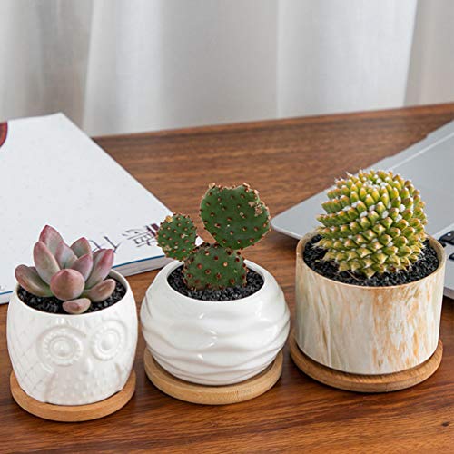 Tehaux – 6 peças de bambu redondo para plantas suculentas, bandeja de drenagem para planta de cacto,