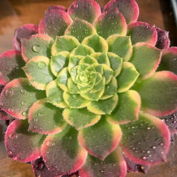 Amazon.co.jp: 農園直売 多肉植物 寄せ植え アエオニウム属 朝霞錦（単