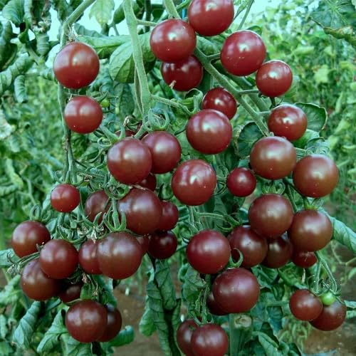 best tomato seeds