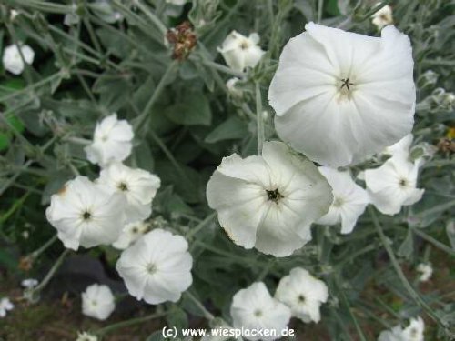 Amazon.com : 50 White Lychnis Coronaria Alba (White Rose Campion
