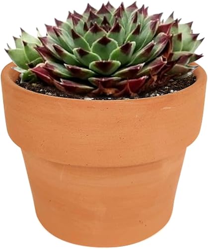 Miniatura 8 de Sempervivum Calcareum - Planta suculenta saludable Sempervivum Live de fácil cuidado para interiores, totalmente enraizada en tamaños de 246 pulgadas