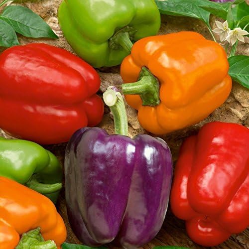 100 Rainbow Mix Bell Pepper Seeds