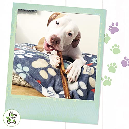 Nature Gnaws BULLYSTICKS12IN8OZ Bully Sticks For Dogs 11-12 Inch thumb #7
