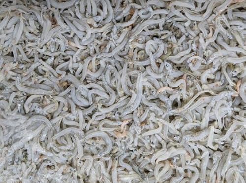 国産 しらす干 1kg×12P 冷凍 業務用 釜揚げ