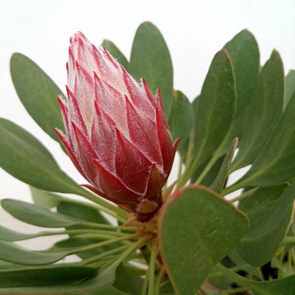 Amazon.co.jp: [ザ・ファームセレクト]プロテア：リトルプリンス