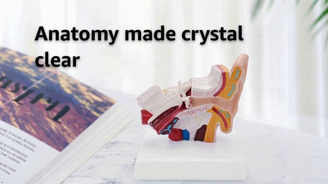 Image of Human Ear Model, 1.5 Times Enlarged PVC Stable Human Ear Anatomy Model Display Outer Middle Inner Ears Advanced Painting Anatomical Ear Model with Base for Teaching