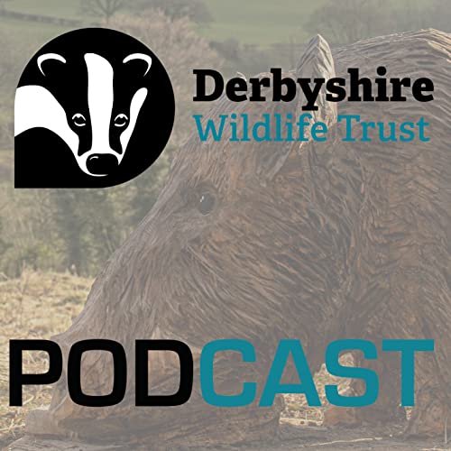 Couverture de Derbyshire Wildlife Trust Podcast