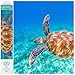 Produktbild Diamond Dotz DQ10-013 Squares Graceful swimmer, ca. 37 x 52 cm groß, Diamond Painting, Malen mit Diamanten, funkelndes Bild zum Selbstgestalten, für Kinder und Erwachsene
