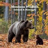 Montana Animals and Mammals Wildlife Book: Great Montana Animals book with Lifelike Images and Fun Facts