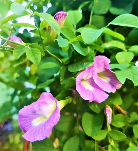 Image of Aparajita Flower Seeds - Multipetal Butterfly Pea All Colours | Garden Plant Seeds (Pack Of 30 Pcs)