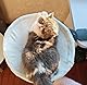 Katzenbett für Schreibtisch Weiche Katzenhängematte Katzenbett zum Schlafen Waschbares katzenkorb Katzen Hängematte für das Homeoffice 40x40cm belastbar bis 20 kg