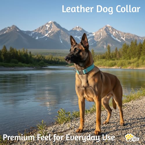 Image of ADITYNA Leather Dog Collar for Medium & Large Dogs, Adjustable 15-21 inch Neck | Padded, heavy-duty metal buckle. Great for walking, training and hiking - ideal for Labrador, Boxer, Pitbull and Collie.
