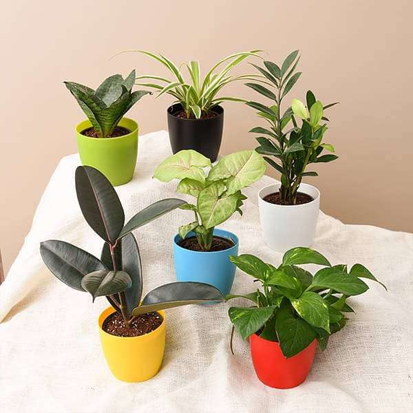 Mphmi NCR Winter Plants Top 6 plants for healthy lifestyle Rubber Tree, Rubber Plant, Ficus elastica Chlorophytum, Spider Plant Syngonium variegated Sansevieria trifasciata Hahnii (B0CGV1TYX7) Amazon Price History, Amazon Price Tracker