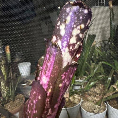 �u�������A billbergia hallelujah variegated