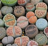 Lithops Seed Mix Fresh Harvest 50 Seeds Huge Variety of Species Beautiful Colorful Faces Variable Colors Patterns High Germination Rate Grow Your Own Lithops Living Stone (50, Seed)